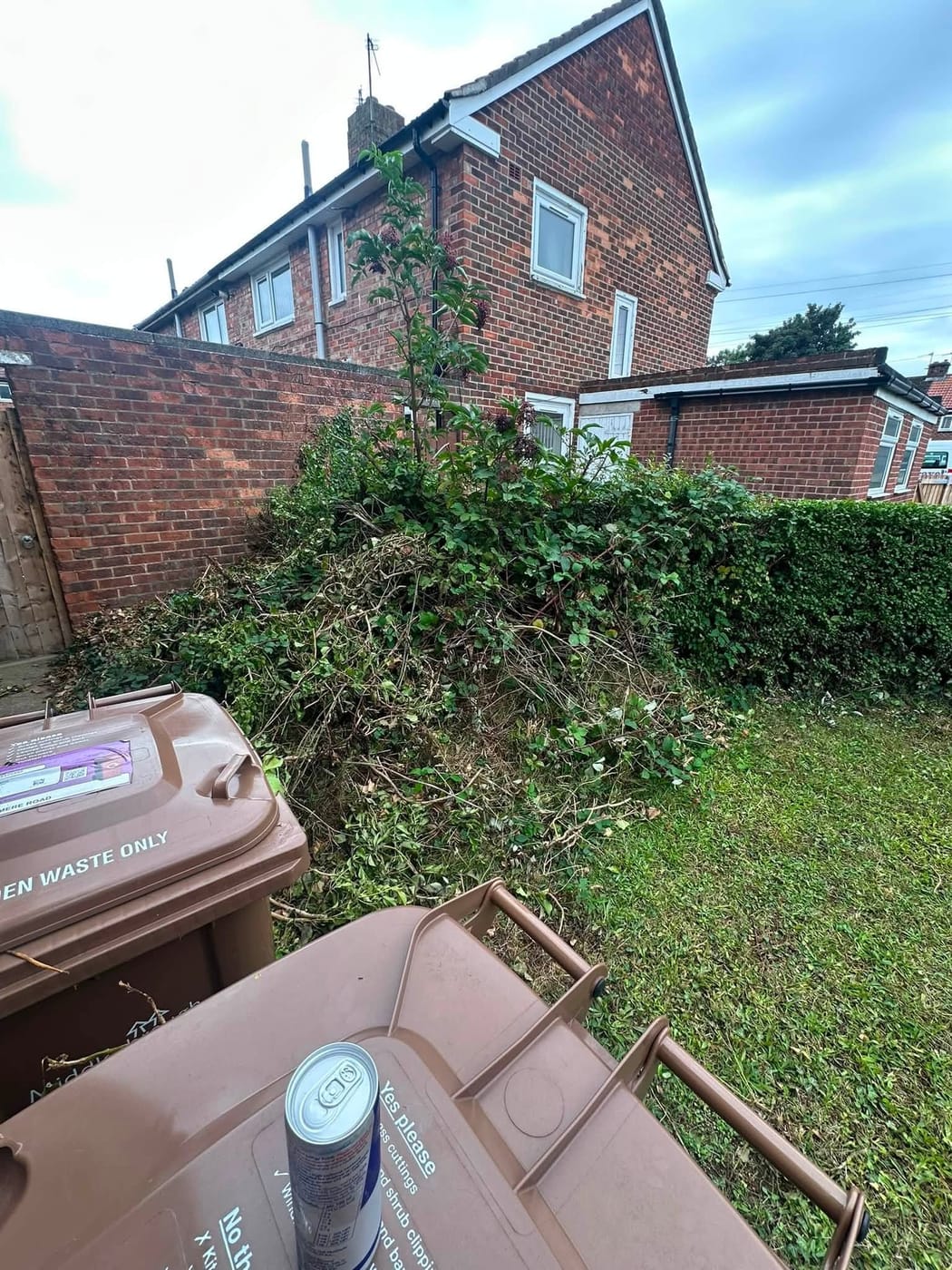 A large ivy bush taking over the corner of a back garden next to the brown garden waste bins